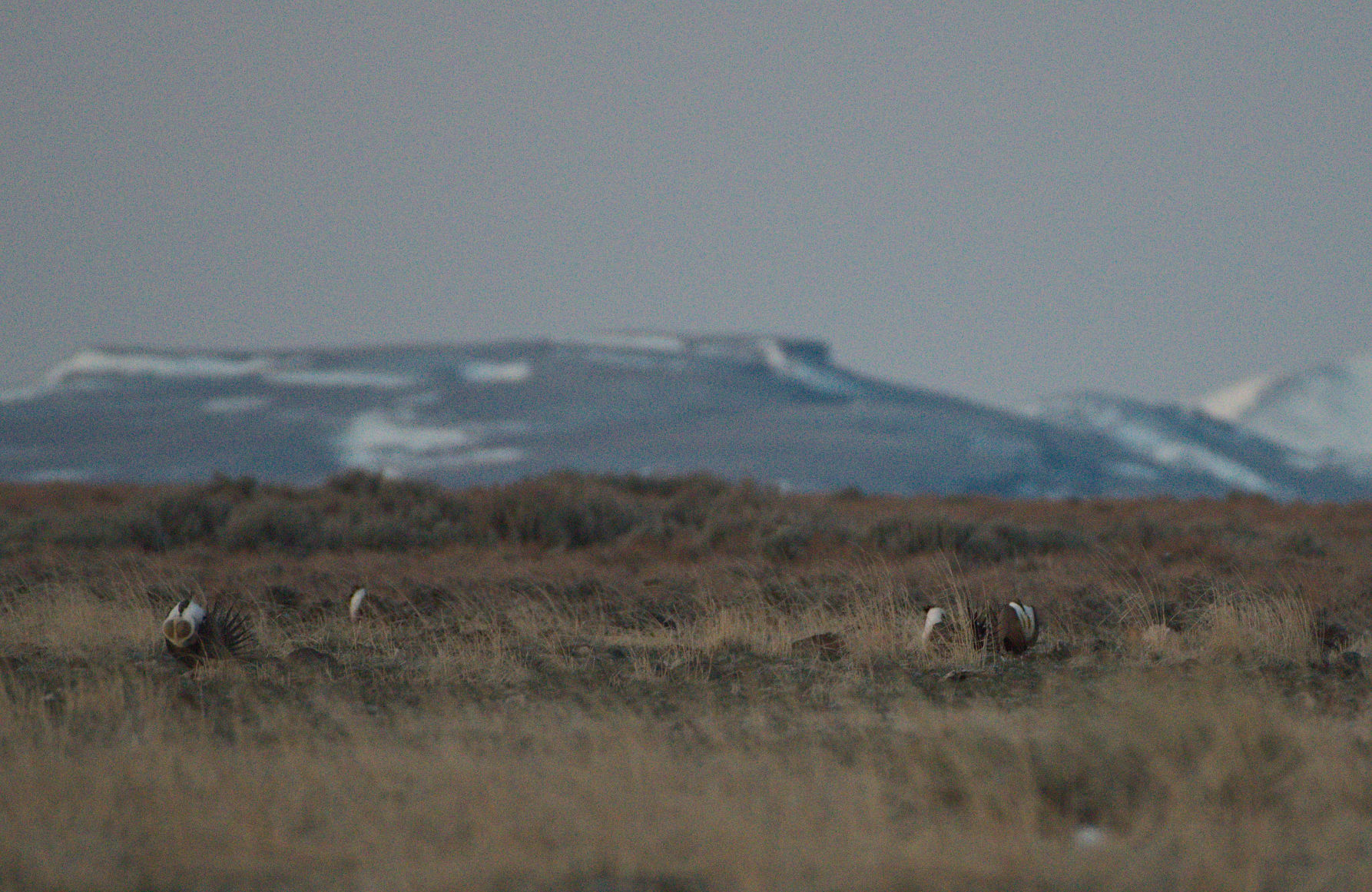 Sagebrush losses